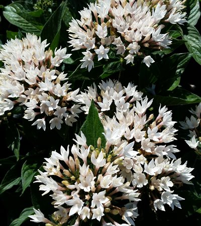 Pentas Starcluster™ White